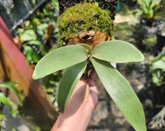 Platycerium Silver Salmon | Rare Exotic Plant | Mounted or Bare Root | Tropical Epiphyte