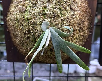 Platycerium Willinckii Dwarf | Rare Exotic Plant | Mounted or Bare Root | Tropical Epiphyte