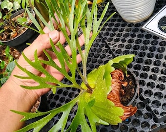 Platycerium Kitshakood Thin Leaf Medium | Rare Exotic Plant | Mounted or Bare Root | Tropical Epiphyte