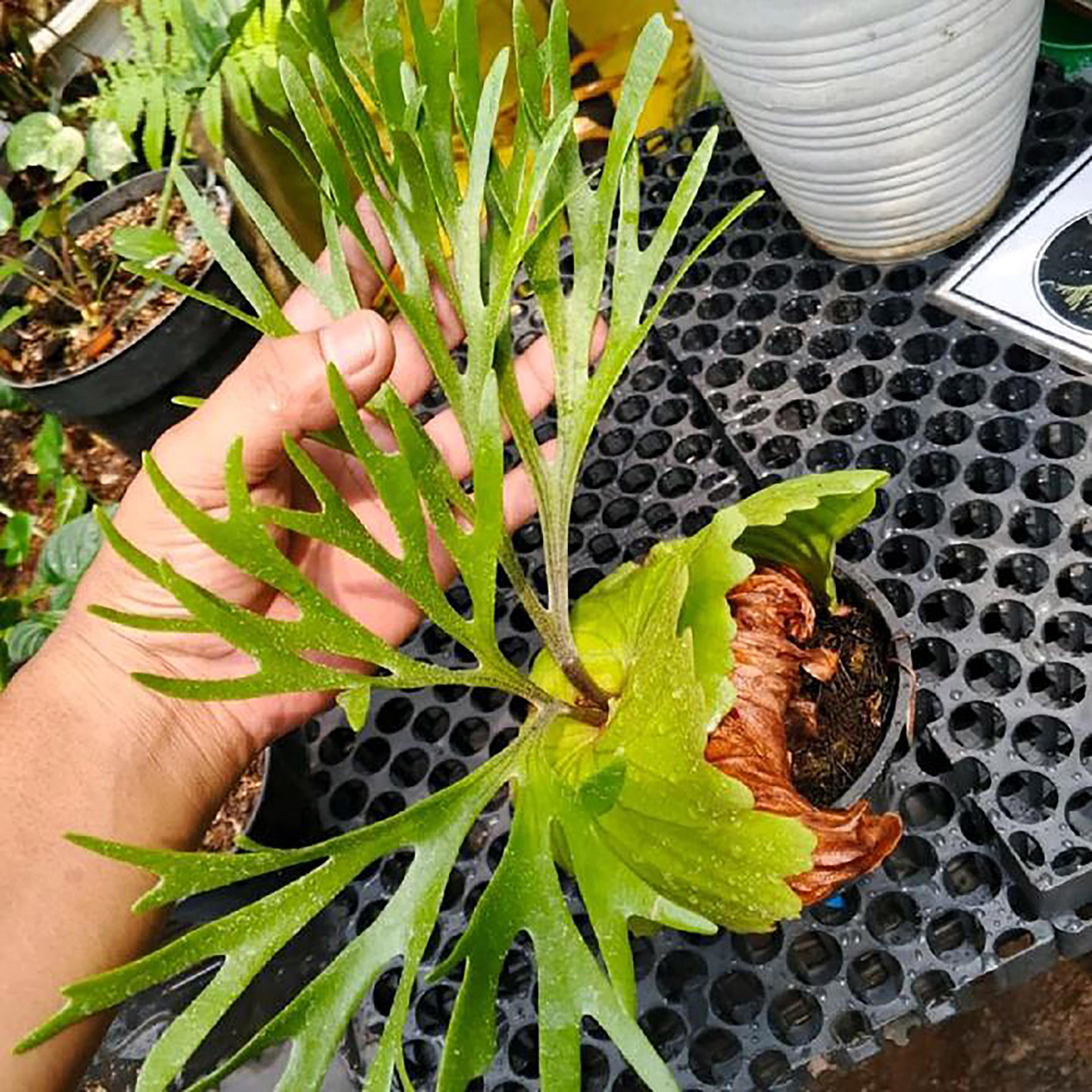 Platycerium Kitshakood - Etsy Canada