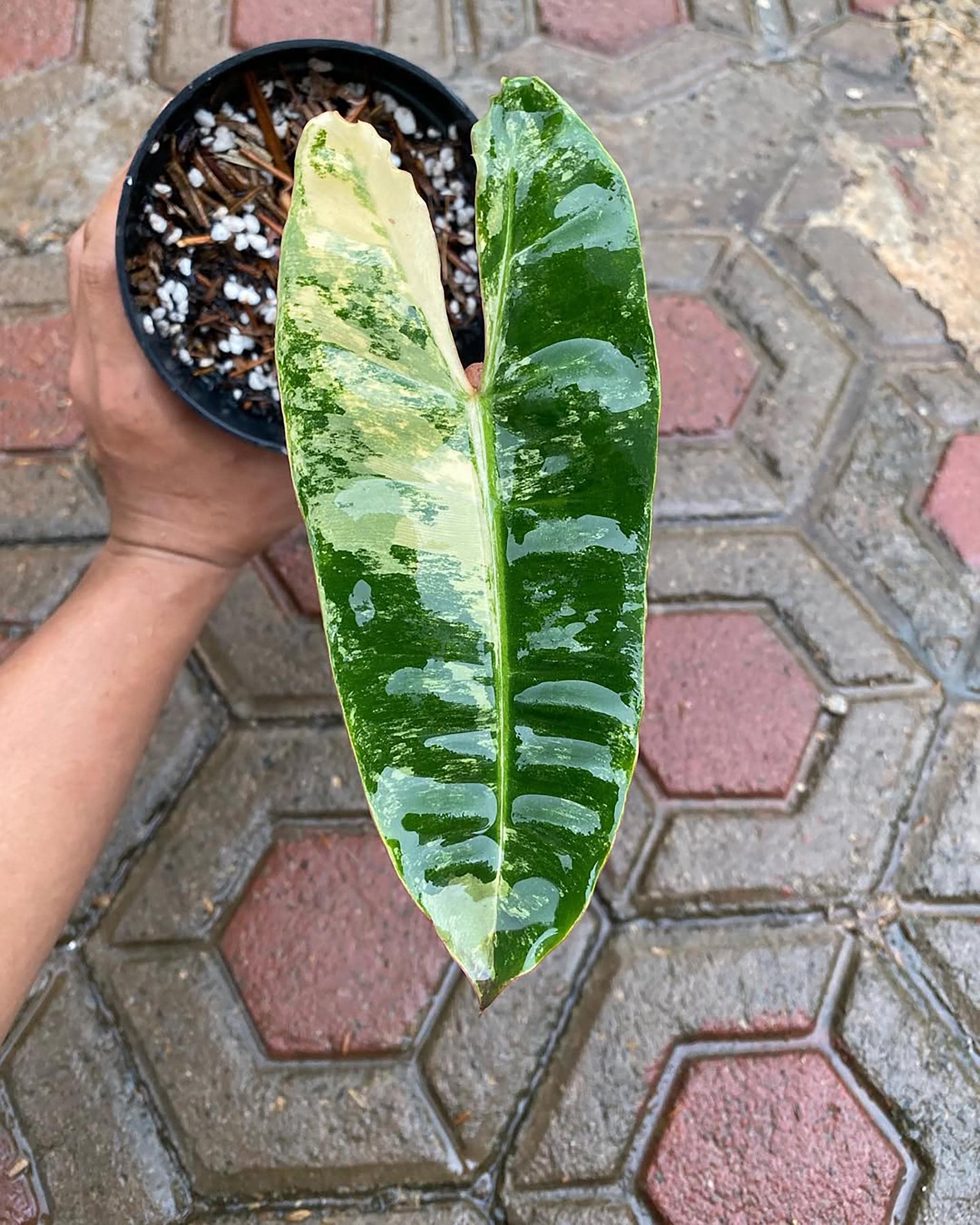Philodendron billietiae variegated - Etsy 日本