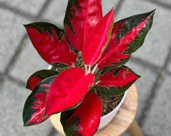 Aglonema Suksom Unique Colorfull Plant
