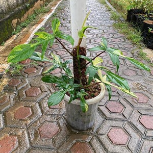 May include: A potted plant with large, variegated green and yellow leaves. The plant is in a gray plastic pot and is positioned near a white pole. The background features a brick pathway and greenery.