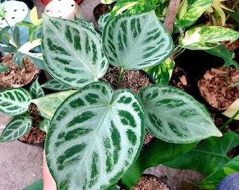 Anthurium Silver Chrome