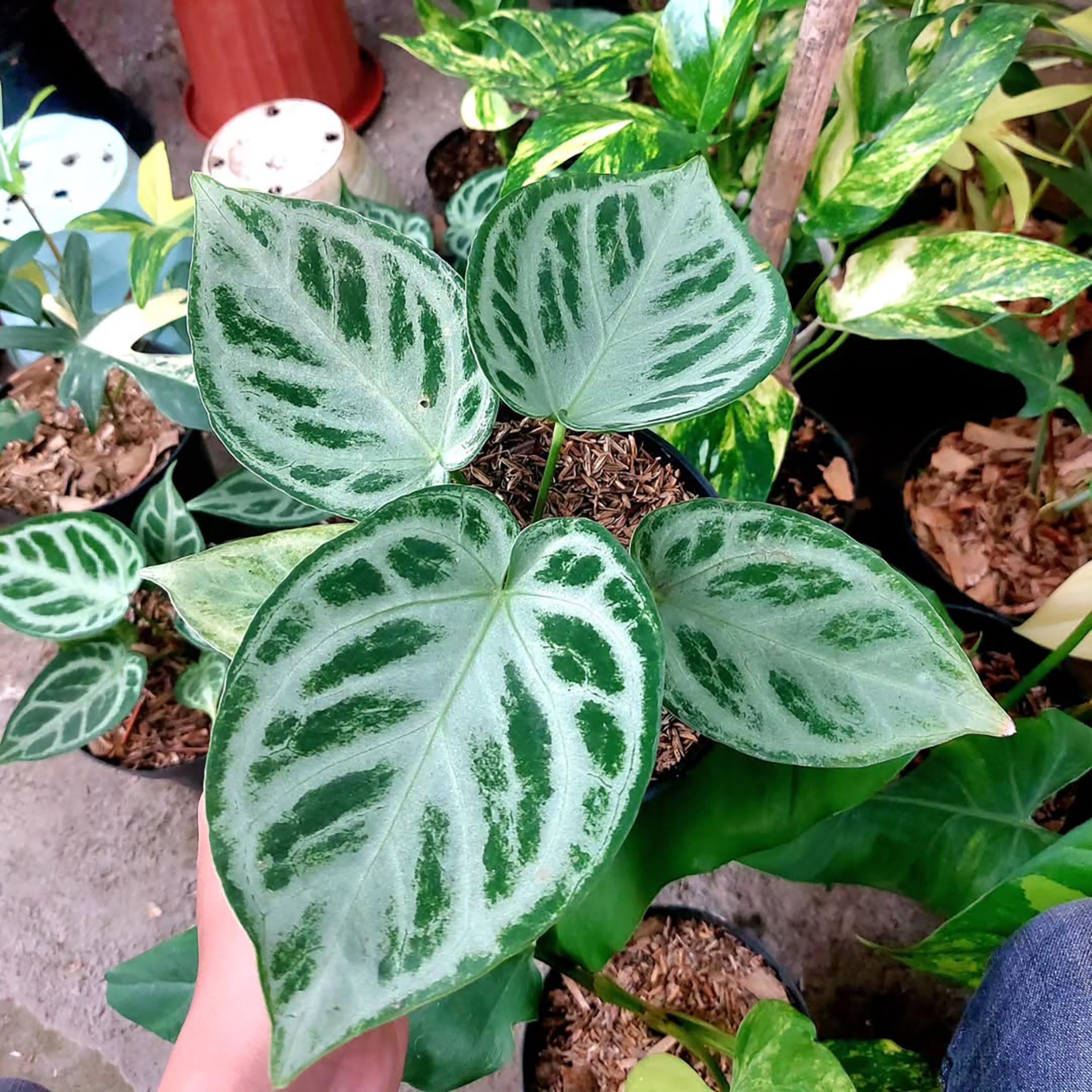 Anthurium Silver Chrome - Etsy