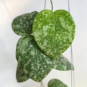 Hoya cinnamomifolia - Etsy 日本