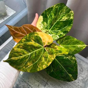 May include: Close-up of vibrant plant leaves with a mix of green, yellow, and brown hues. The leaves have a unique variegated pattern, showcasing a blend of colors and textures. The plant's foliage is the focal point, highlighting its natural beauty.