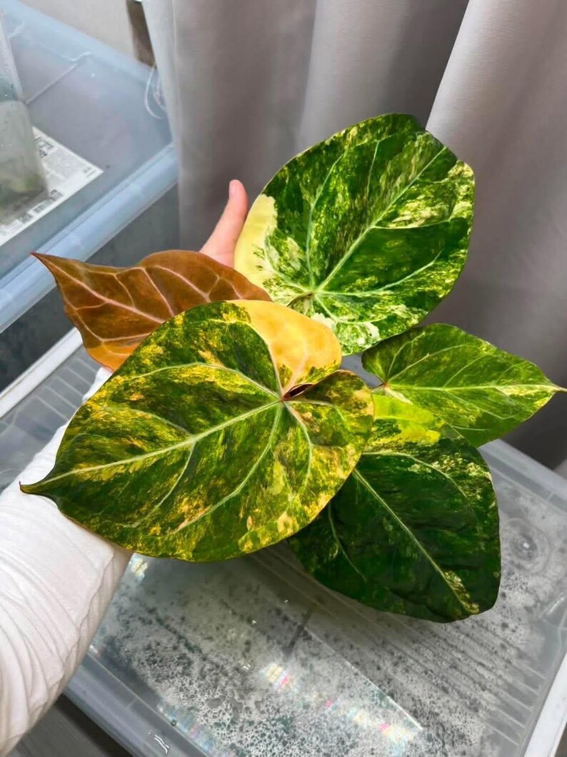 May include: Close-up of vibrant plant leaves with a mix of green, yellow, and brown hues. The leaves have a unique variegated pattern, showcasing a blend of colors and textures. The plant's foliage is the focal point, highlighting its natural beauty.