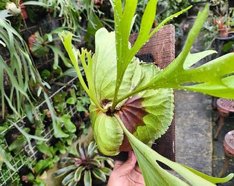 Platycerium Kitshakood Medium | Rare Exotic Plant | Mounted or Bare Root | Tropical Epiphyte