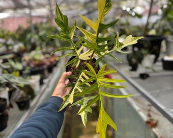 monstera adansonii laniata Monstera Adansonii sp. Laniata – In Succulent Love
