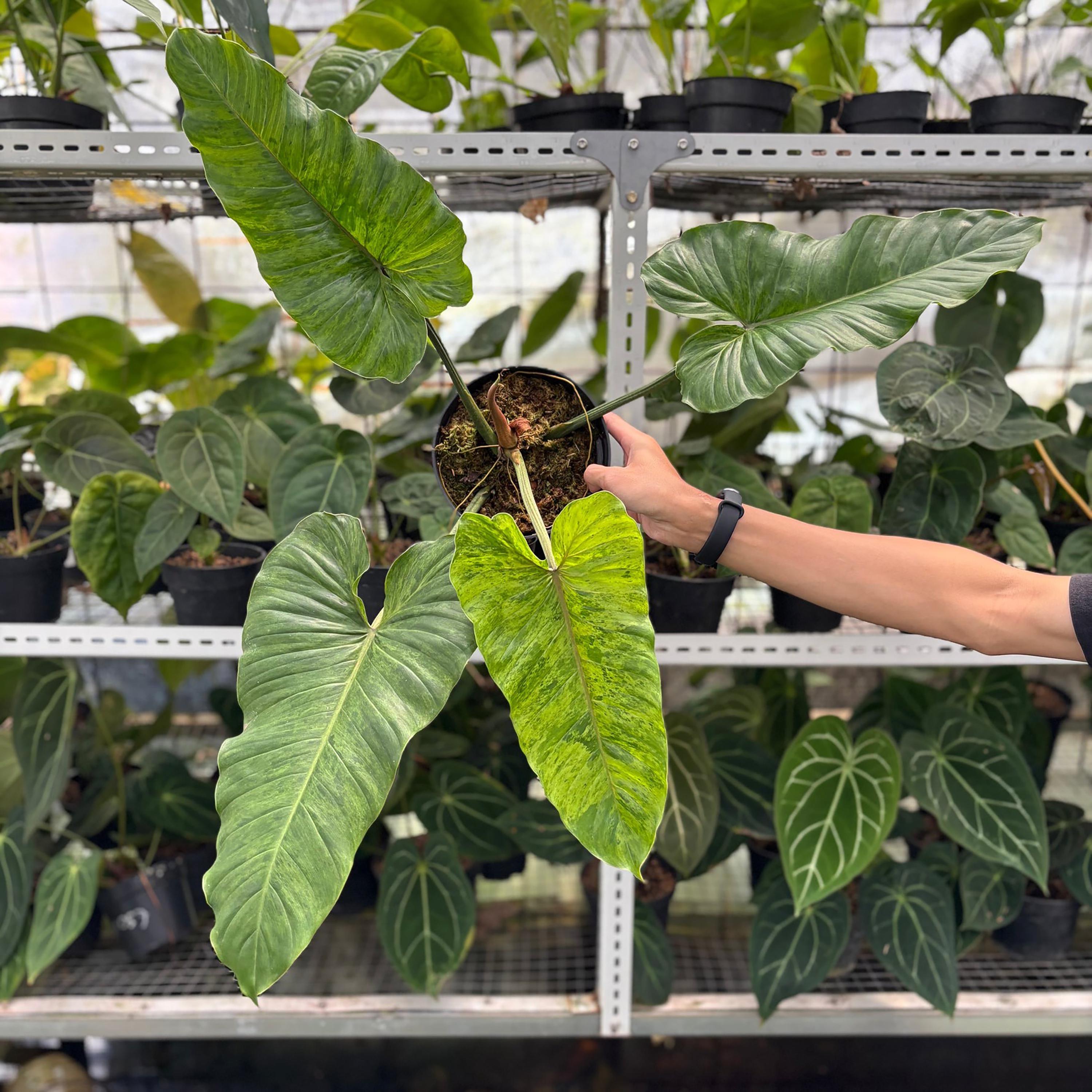 Philodendron subhastatum - Etsy 日本