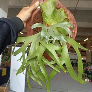 Puede incluir: Un helecho cuerno de ciervo, una planta epífita, con grandes frondas verdes en forma de cuerno. El helecho está montado sobre un soporte marrón y circular. Las hojas de la planta son de un verde vibrante, con una estructura ramificada única. El fondo está borroso.