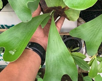 Platycerium Ellisotis | Rare Exotic Plant | Mounted or Bare Root | Tropical Epiphyte