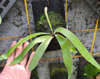 Platycerium Veitchii Auburm River Baby | Rare Exotic Plant | Mounted or Bare Root | Tropical Epiphyte