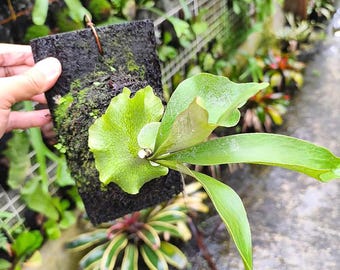 Platycerium Ginka Baby | Rare Exotic Plant | Mounted or Bare Root | Tropical Epiphyte