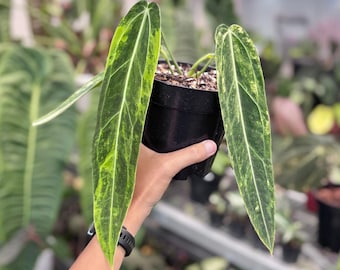 Anthurium Warocqueanum Dark Form Variegated | Collector Tropical Houseplant (Phytosanitary Certificate Included)