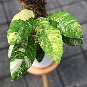 Rhaphidophora puberula variegated - Etsy 日本