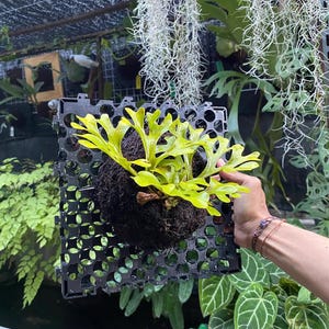 以下が含まれることがあります： 暗く多孔質のボールに取り付けられた鮮やかな緑色のコウモリランが、黒い正方形の格子状プランターに収められています。シダの葉は鮮やかな緑色です。背景には他の植物や吊り下げられた葉があります。