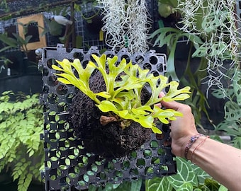 Small Platycerium Ridleyi - King of Staghorn Fern - Rare Exotic Live Plant - Baby Ridleyi Fern - Indoor Tropical Plant