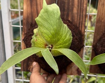 Live Platycerium Coronarium Sporeling - Mounted or Potted Staghorn Fern - Rare Fern Collector Item