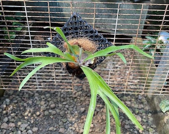 Platycerium Bifurcatum Tropical Plant