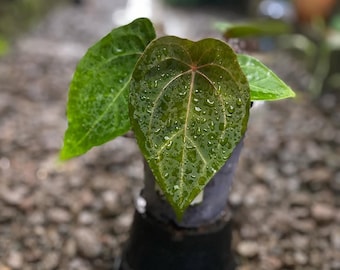 Anthurium Red Spider - DHL Shipping