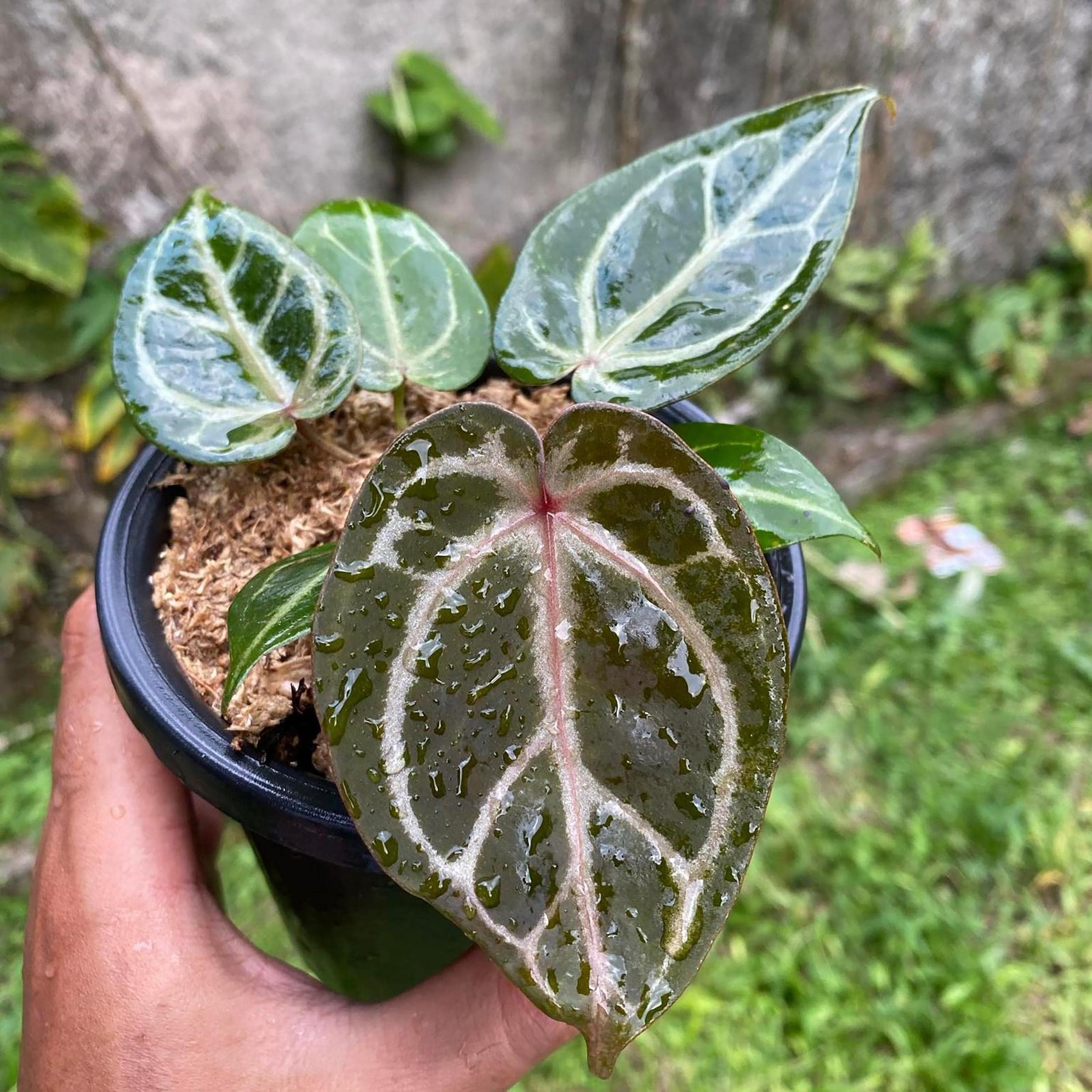 Anthurium Red Tiger - Etsy