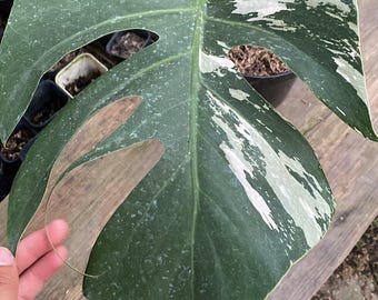 Monstera Jungle Mint Variegated - Bezpłatna kontrola fitosanitarna