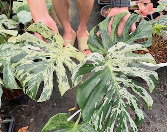 Monstera Deliciosa Vietciosa panachée, bouture enracinée à grande panachure, plante d'intérieur de collection