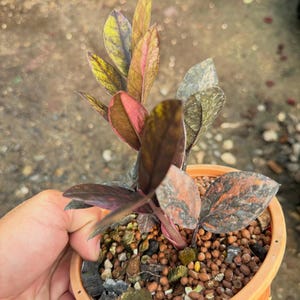 Variegated zz plant - Etsy 日本
