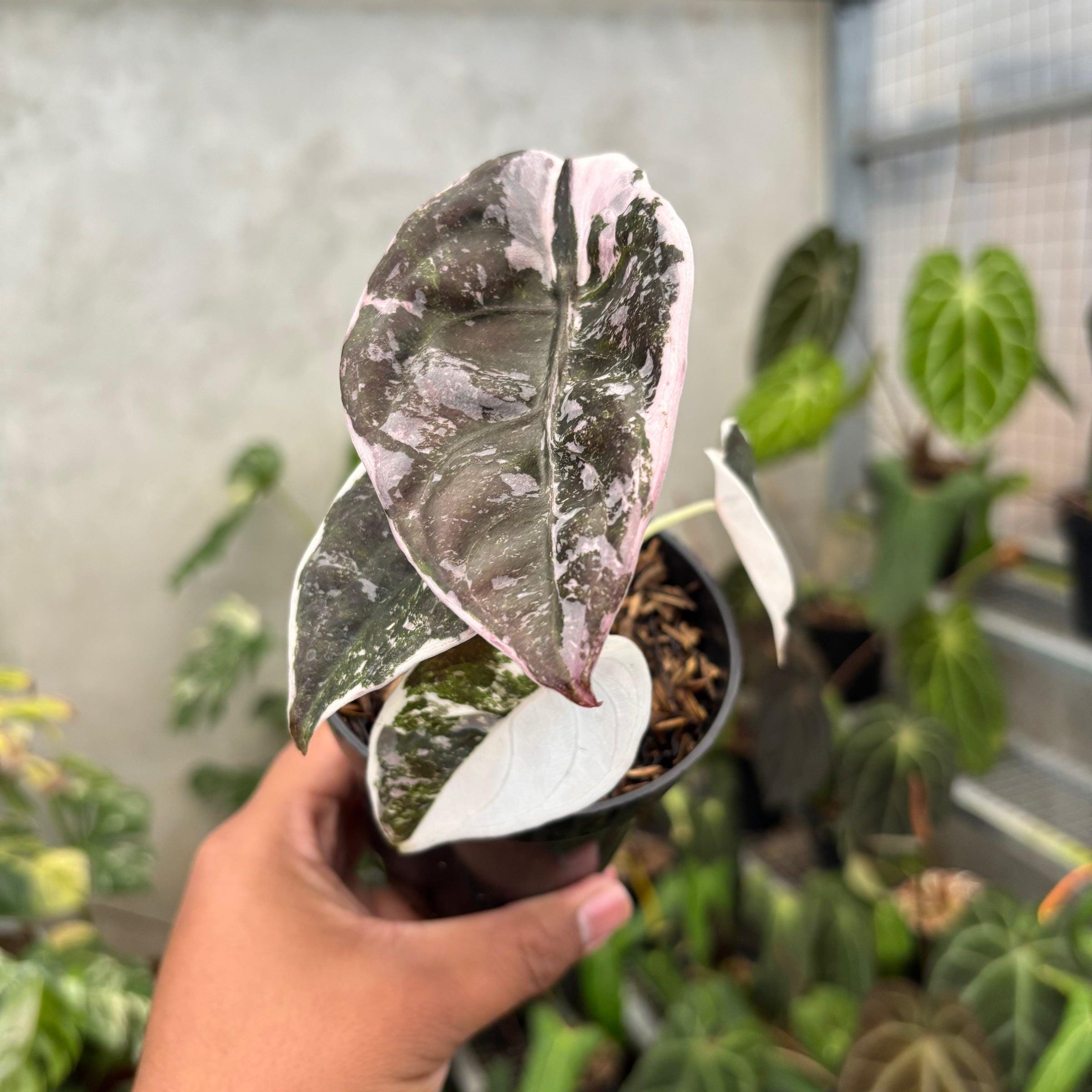 Alocasia chantrieri pink variegated - Etsy 日本