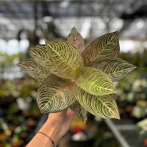Aglaonema Golden Hope - Etsy