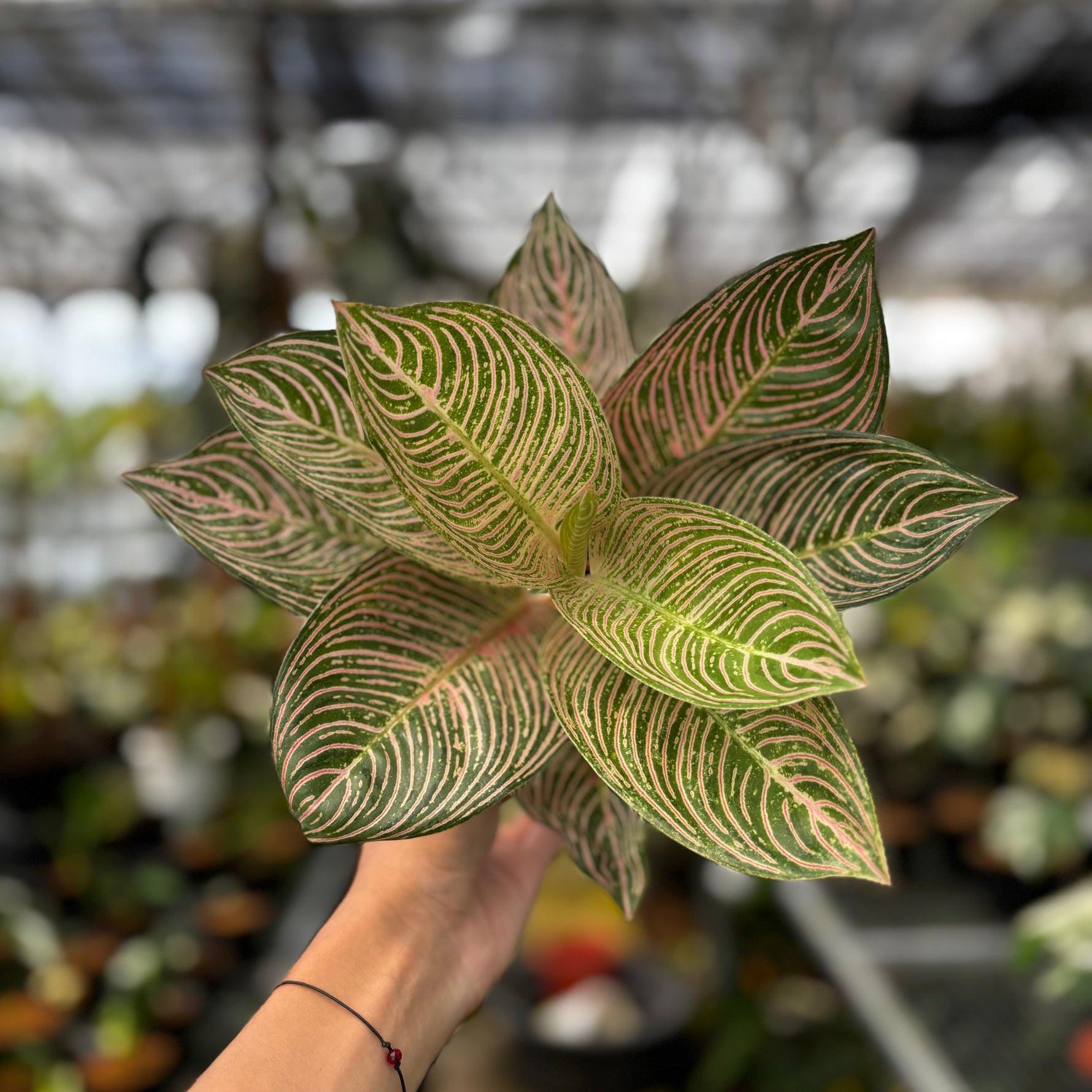 その他観葉植物 Aglaonema Golden Hope Aglaonema Golden Hope - Etsy