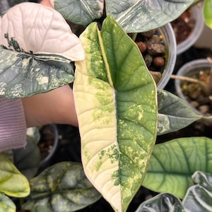Alocasia bisma - Etsy 日本