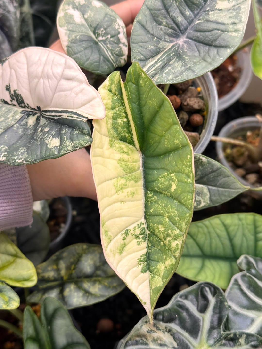 Alocasia bisma - Etsy 日本