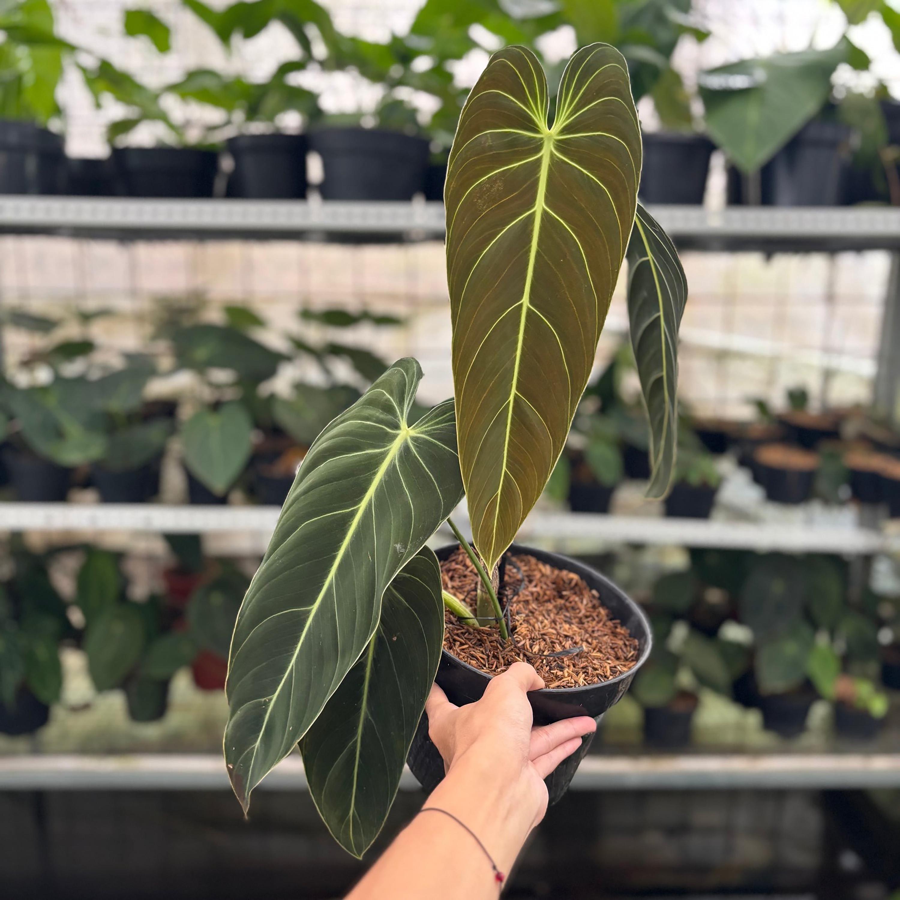 Philodendron splendid - Etsy 日本