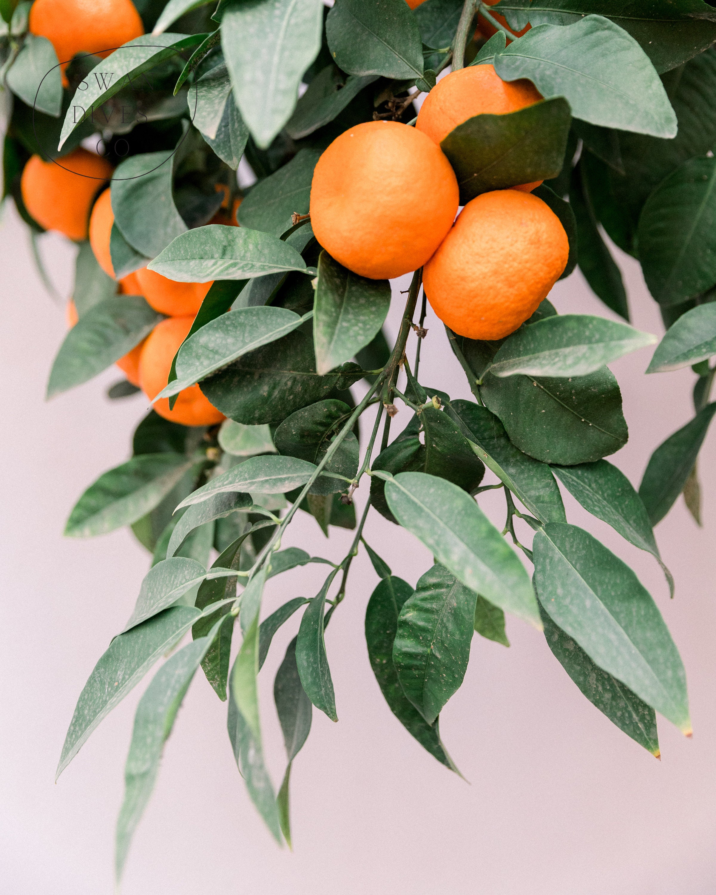 FRUIT WALL HANGING Orange Wall Art Modern Fruit Hanging Etsy