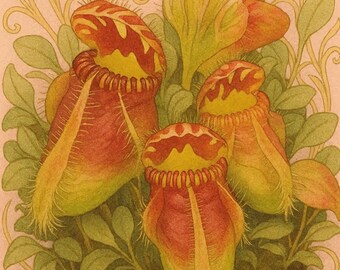Ilustración botánica de Cephalotus follicularis (planta carnívora)