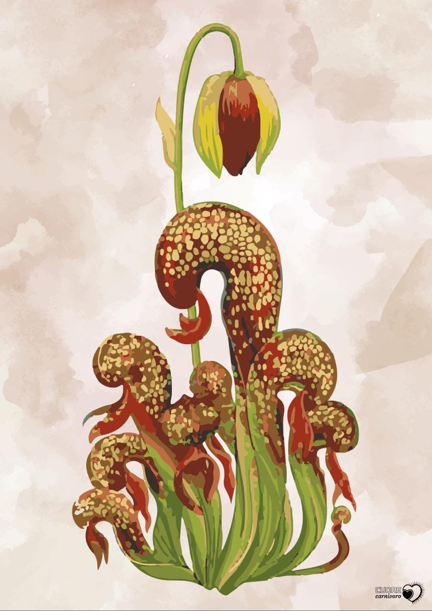 Darlingtonia - Etsy 日本