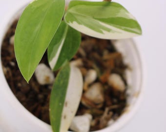 Scindapsus Blue Albo Rare Variegated Scindapsus