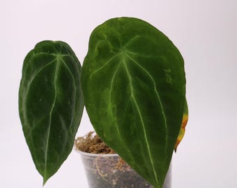 Anthurium Forgetii Variegated