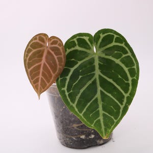 May include: Two heart-shaped leaves, one green with white veins and the other a reddish-brown, emerge from a clear plastic pot filled with soil. The leaves are the focal point against a plain white background. The plant is a houseplant.
