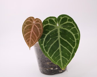 Anthurium Doc Block Zara x Michelle