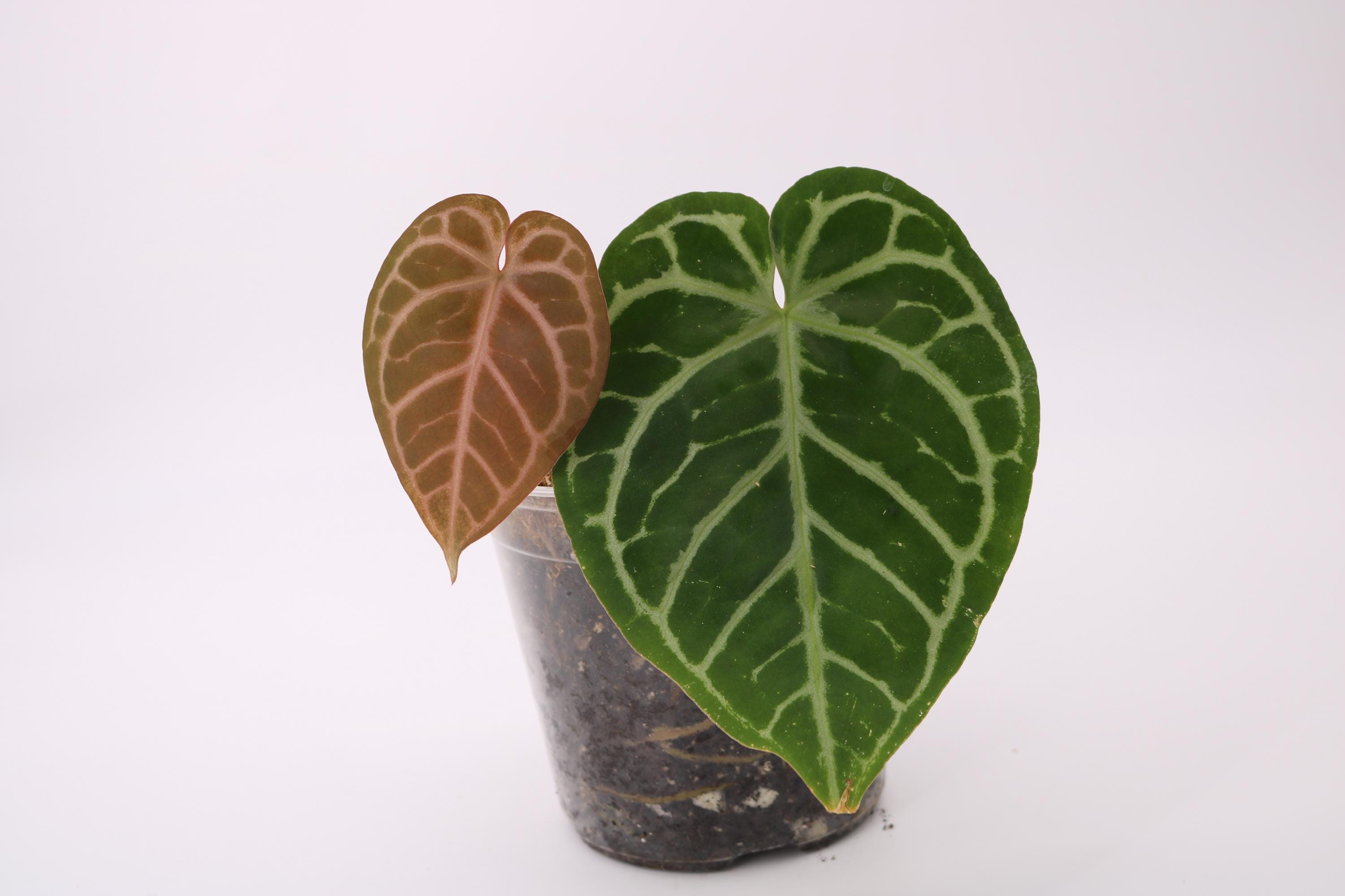 Anthurium Michelle X Zara Doc Block - Etsy