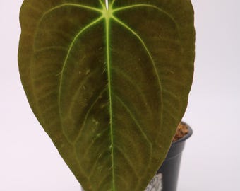 Anthurium Papililaminum, Velvety Tropical Plant