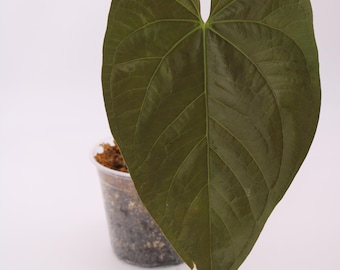 Rvdp X Sp. Nov Df Anthurium — Seedlings - Etsy