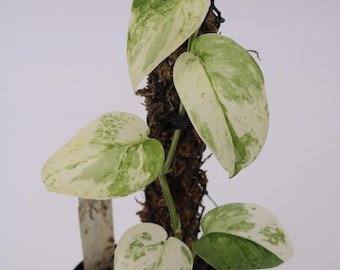 Scindapsus Silver Cloud Albo Rare Variegated
