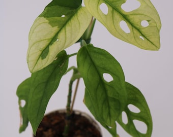 Monstera Adansonii Albo Variegated