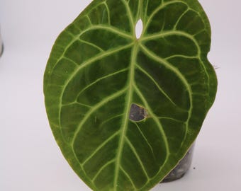 Anthurium Besseae aff
