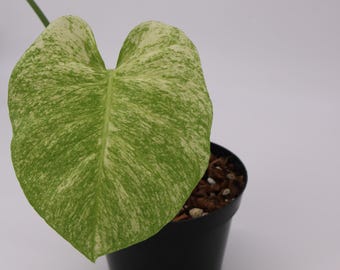 Monstera Deliciosa Sphinx Mint, 2 -3 Leaves, Well Variegation - Etsy